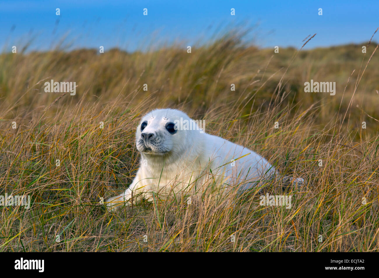 Grey Seal Pup Halichoerus grypus on north norfolk coastal wildlife reserve Stock Photo