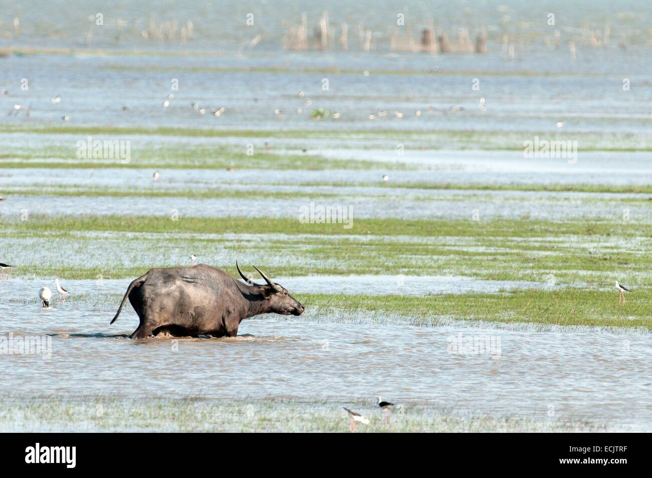 Thailand, water buffalo (Bubalus bubalis) Stock Photo