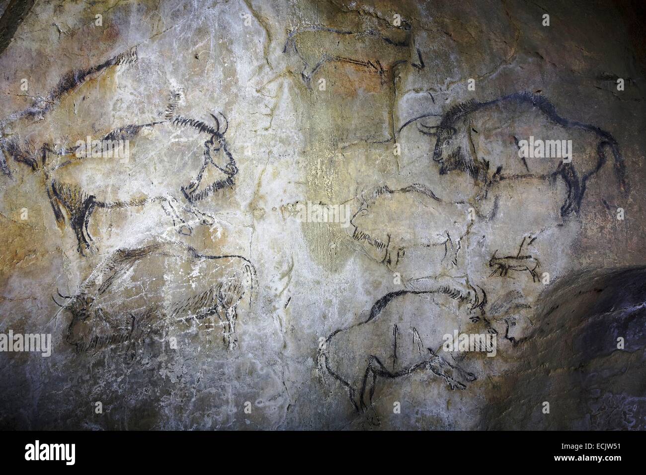 France, Ariege, Niaux Cave, Upper Paleolithic, Animal representations Magdalenian parietal, Bisons if Black Salon Stock Photo