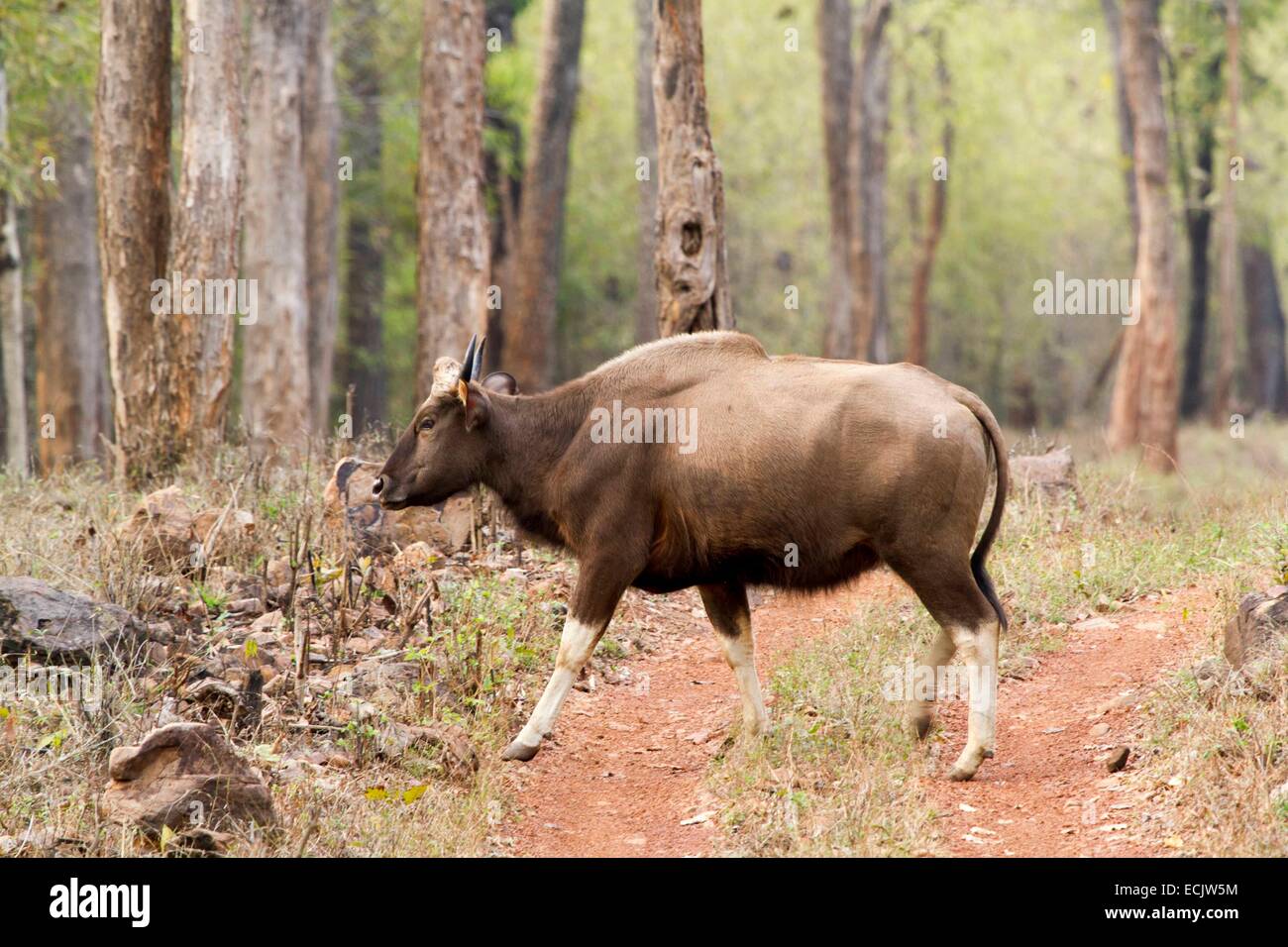 India, Madhya Pradesh state, Pench national park, gaur (Bos gaurus), male Stock Photo - Alamy India, Madhya Pradesh state, Pench national park, gaur (Bos gaurus), male Stock Photo - Alamy
