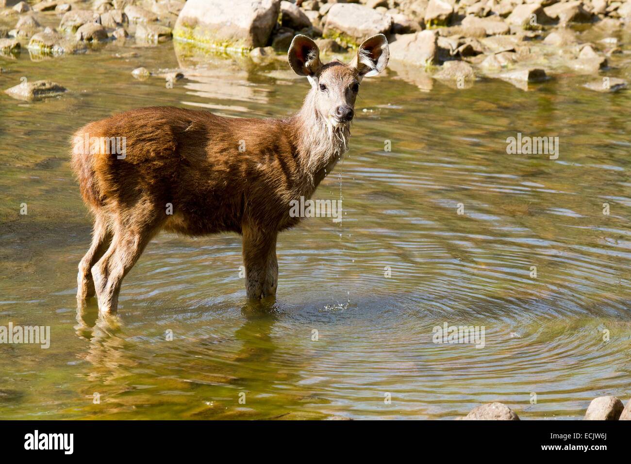 India, Rajasthan state, Ranthambore national park, sambar deers (Cervus  unicolor), jeune Stock Photo - Alamy