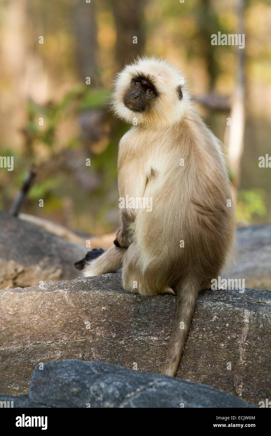 India, Madhya Pradesh state, Pench national park, northern plains gray langur (Semnopithecus entellus Stock Photo - Alamy India, Madhya Pradesh state, Pench national park, northern plains gray langur (Semnopithecus entellus Stock Photo - Alamy