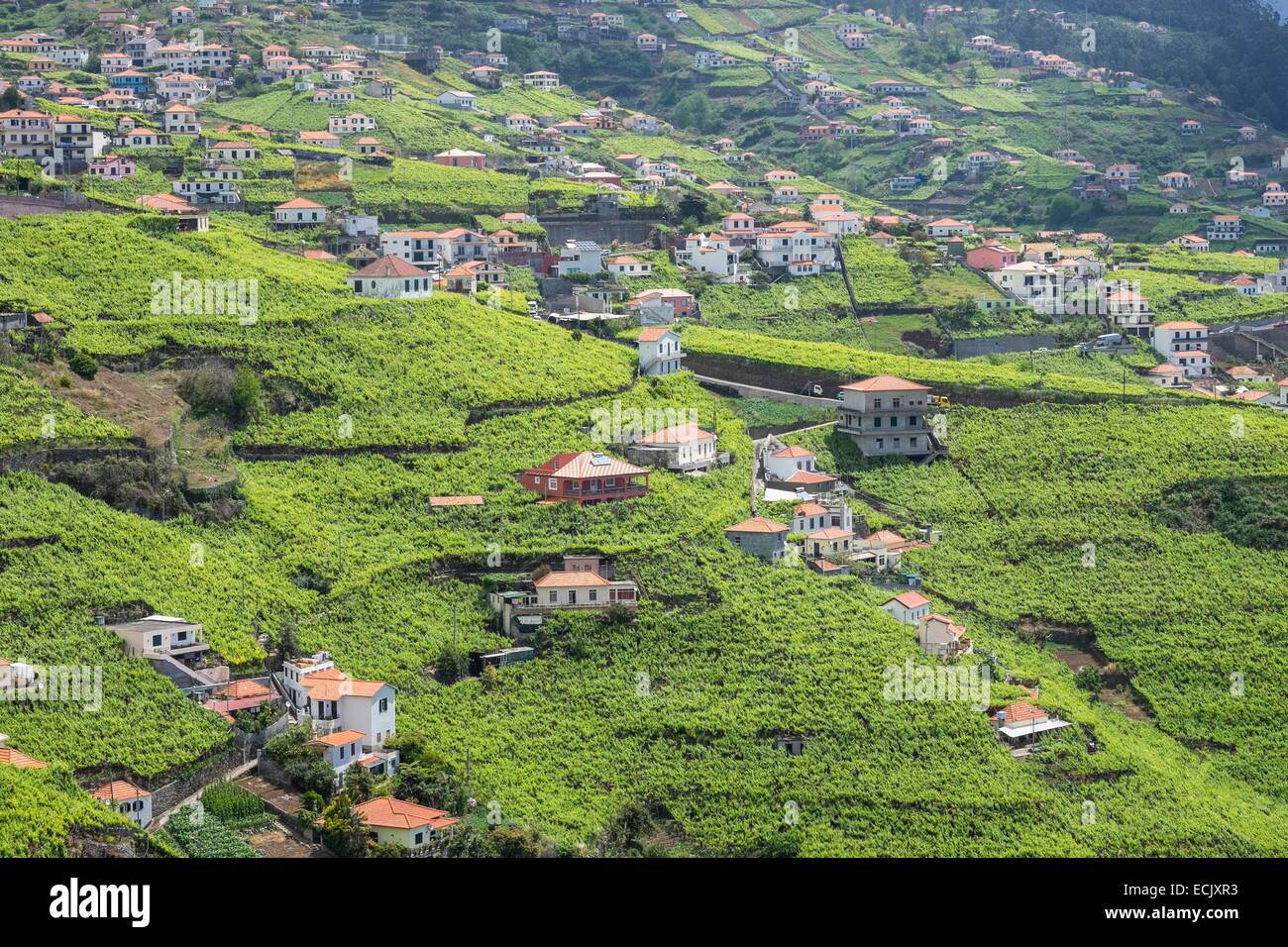 Portugal, Madeira island, hiking along the levada do Norte, vineyard around Estreito de Camara de Lobos Stock Photo