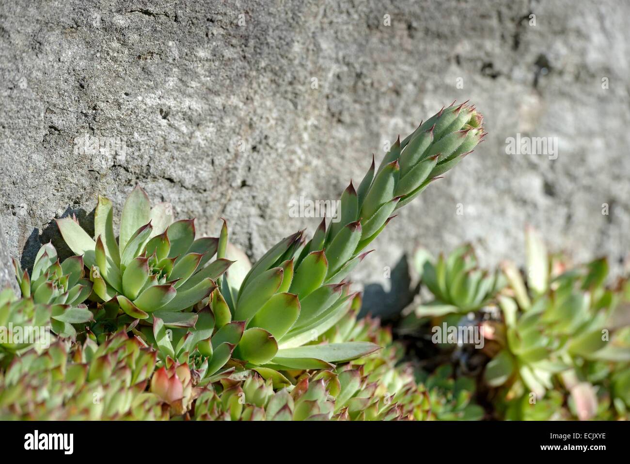 France, Doubs, Brognard, succulents growing in a rip rapped bank Stock Photo
