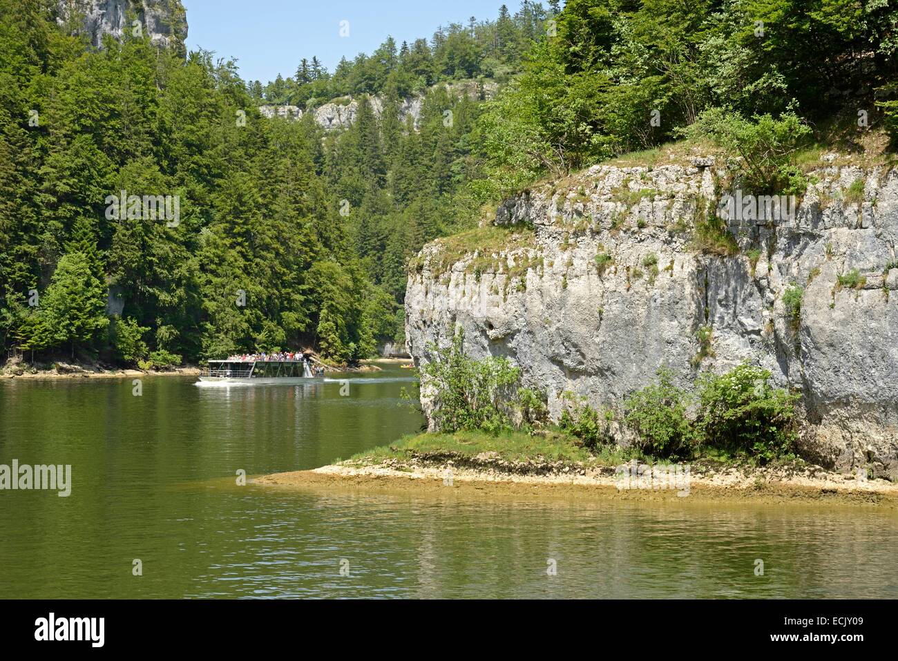 France, Doubs, Haut Doubs, Villers lake, horse jumping Doubs river while browsing the basins of Doubs in the Gorges du Doubs Stock Photo