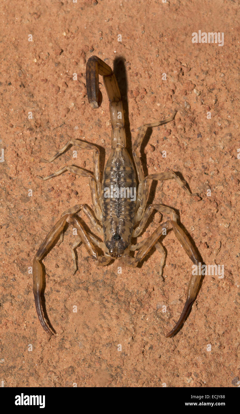 Bark Scorpion Isometrus sp. Family: Buthidae, Andhra Pradesh, India Stock Photo