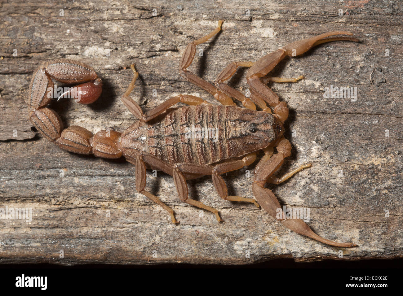 Fat tailed scorpion,  Hottentotta jabalpurensis  Family: Buthidae, Satpura Tiger Reserve, Madhya Pradesh, India Stock Photo