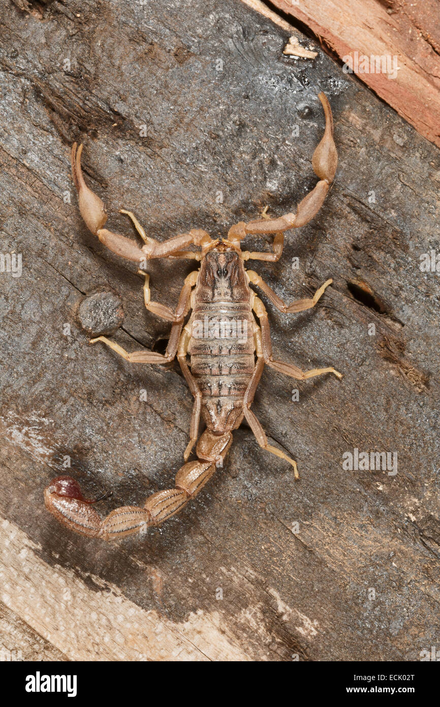 Fat tailed scorpion Hottentotta jabalpurensis Family: Buthidae, Satpura Tiger Reserve, Madhya Pradesh, India Stock Photo