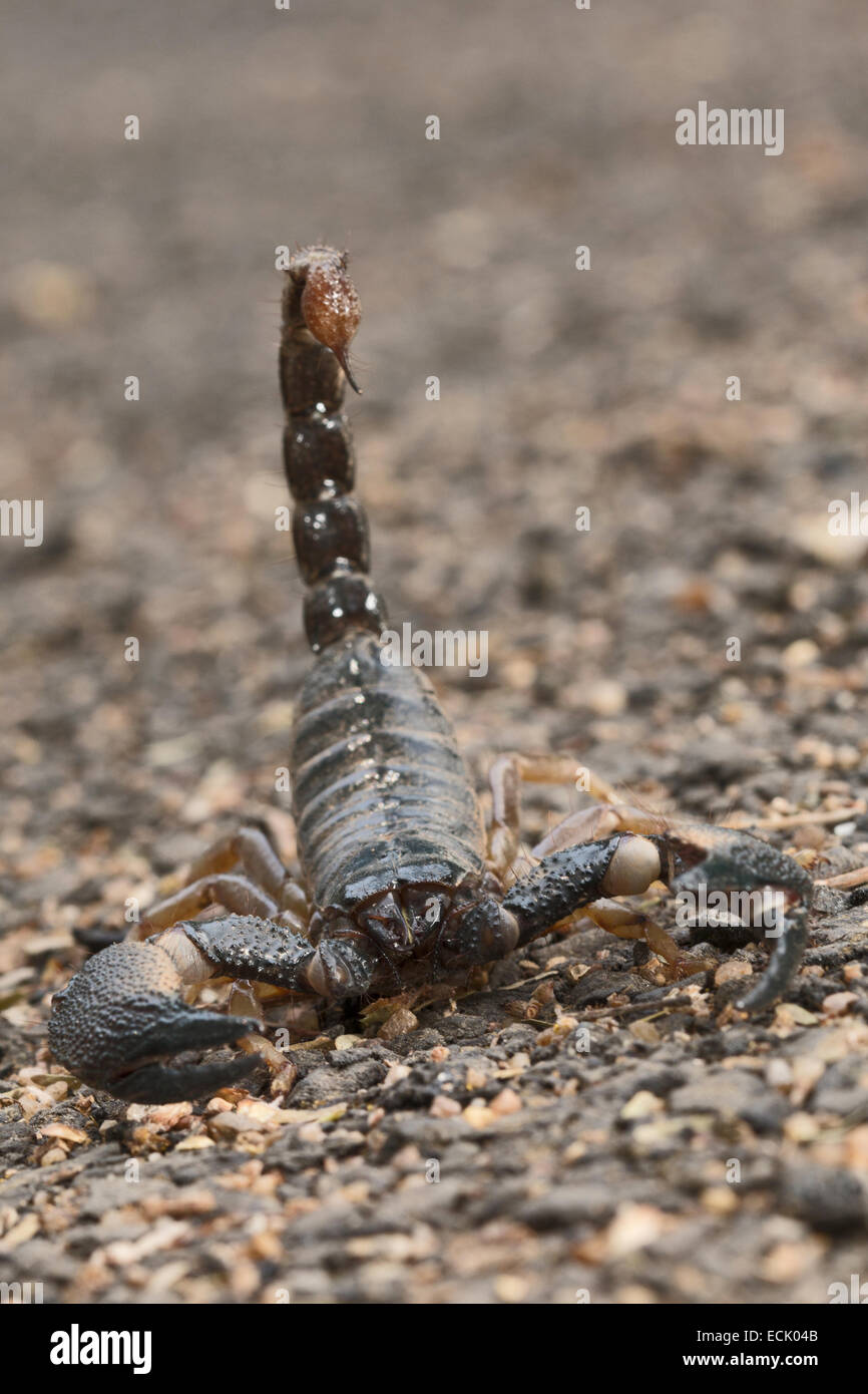 Forest scorpion Heterometrus fulvipes Family: SCORPIONIDAE, Satpura Tiger  Reserve, Madhya Pradesh, India Stock Photo - Alamy