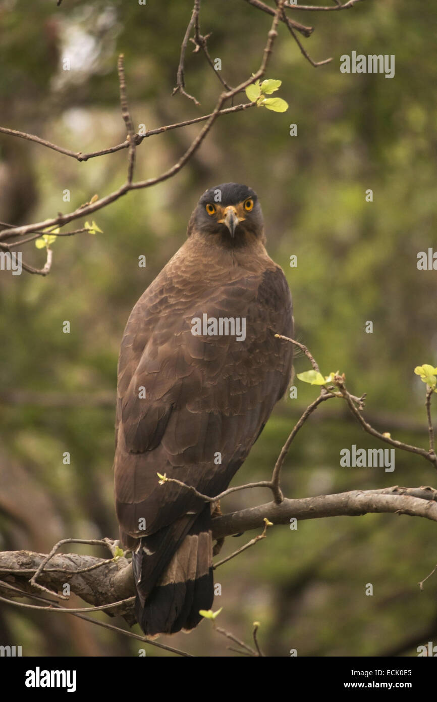 Crested serpent eagle, Spilornis cheela Satpura Tiger Reserve, Madhya Pradesh, India Stock Photo