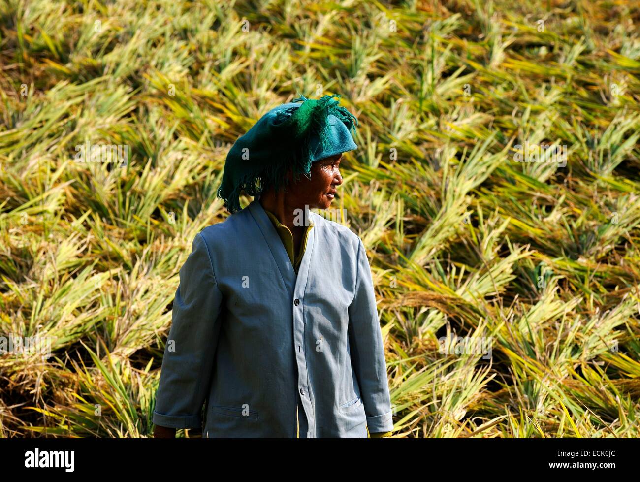 China, Yunnan Province, Jianshui, women harvesting rice in Hani countries Stock Photo