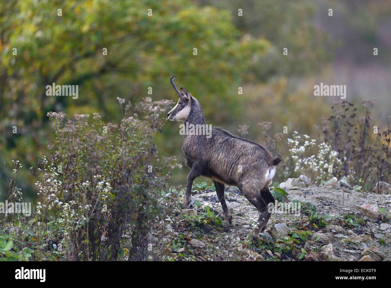 France, Doubs, Mathay, Chamois (Rupicapra Rupicapra) operating in a working quarry Stock Photo