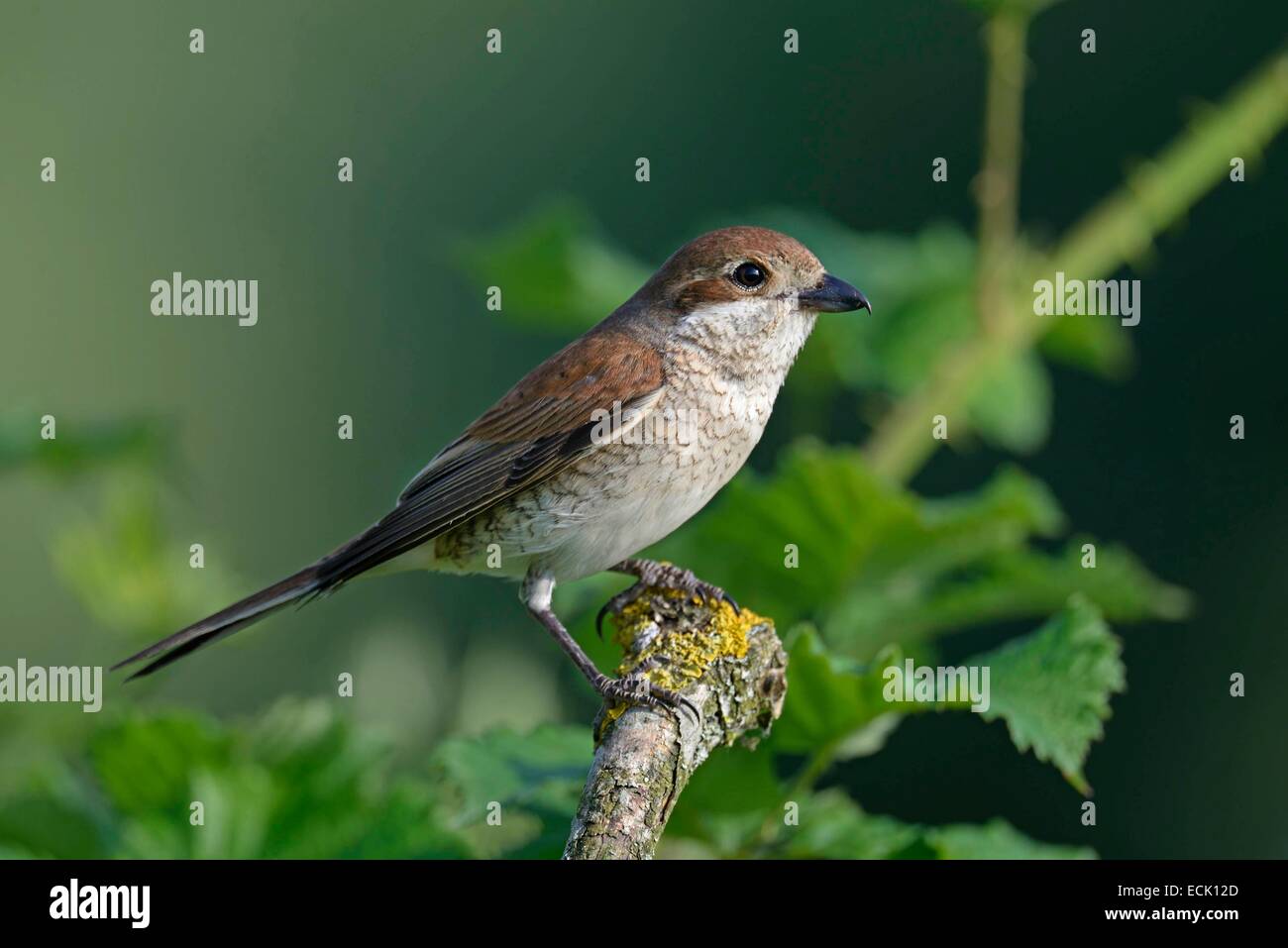 France, Doubs, bird, Red backed Shrike (Lanius collurio) female leaving the thicket after feeding her chicks in the nest Stock Photo