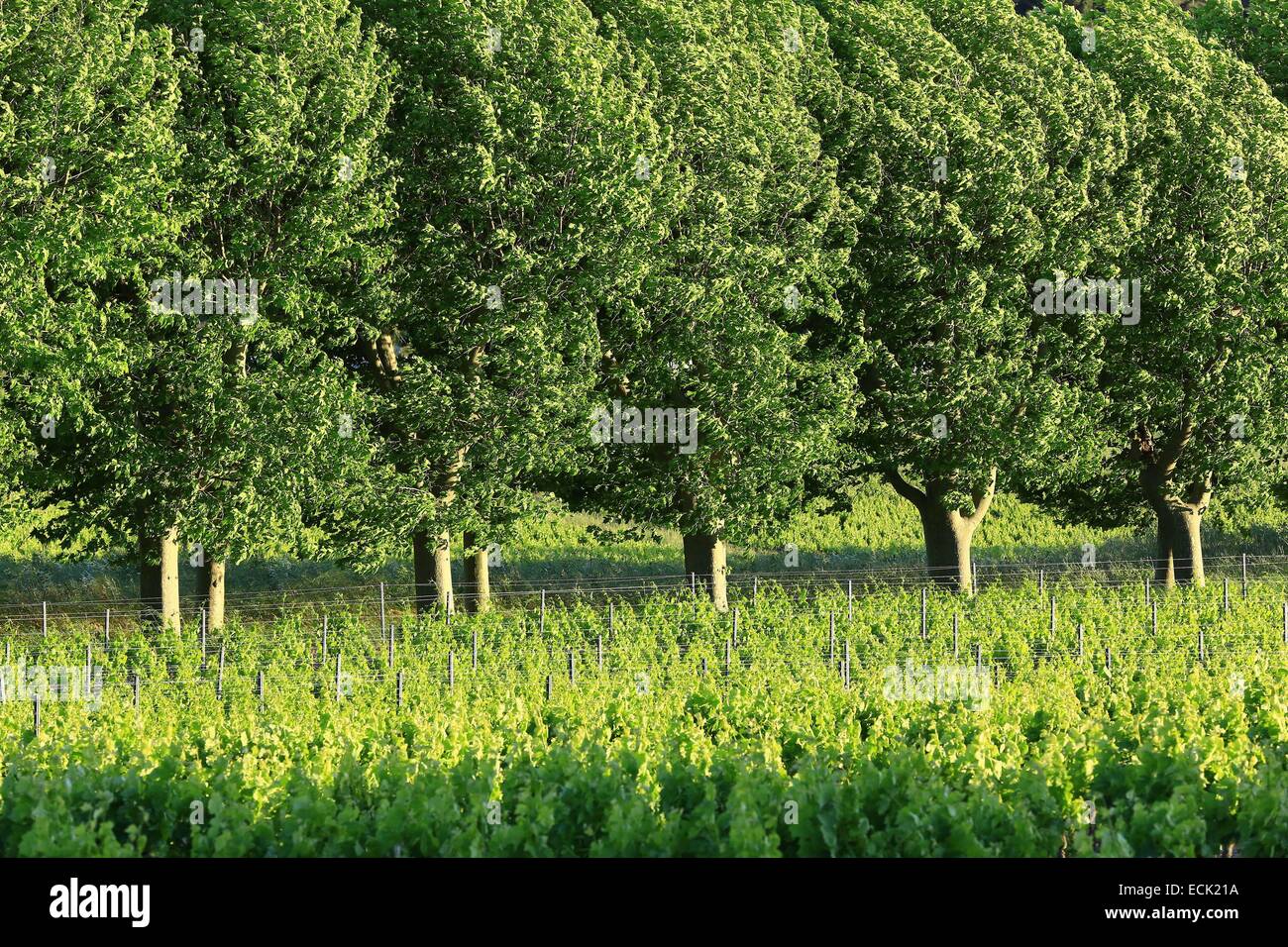 Wine glasses with rosé and red wine on a wooden table