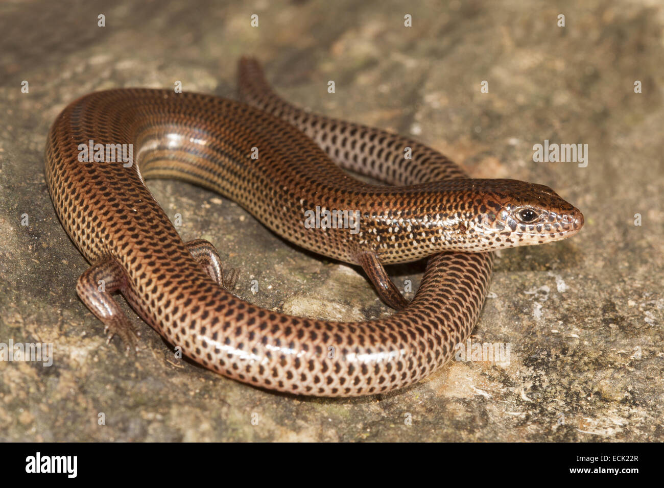 Snake skink Lygosoma sp. Family: Scincidae, Agumbe, Karnataka, India Stock Photo