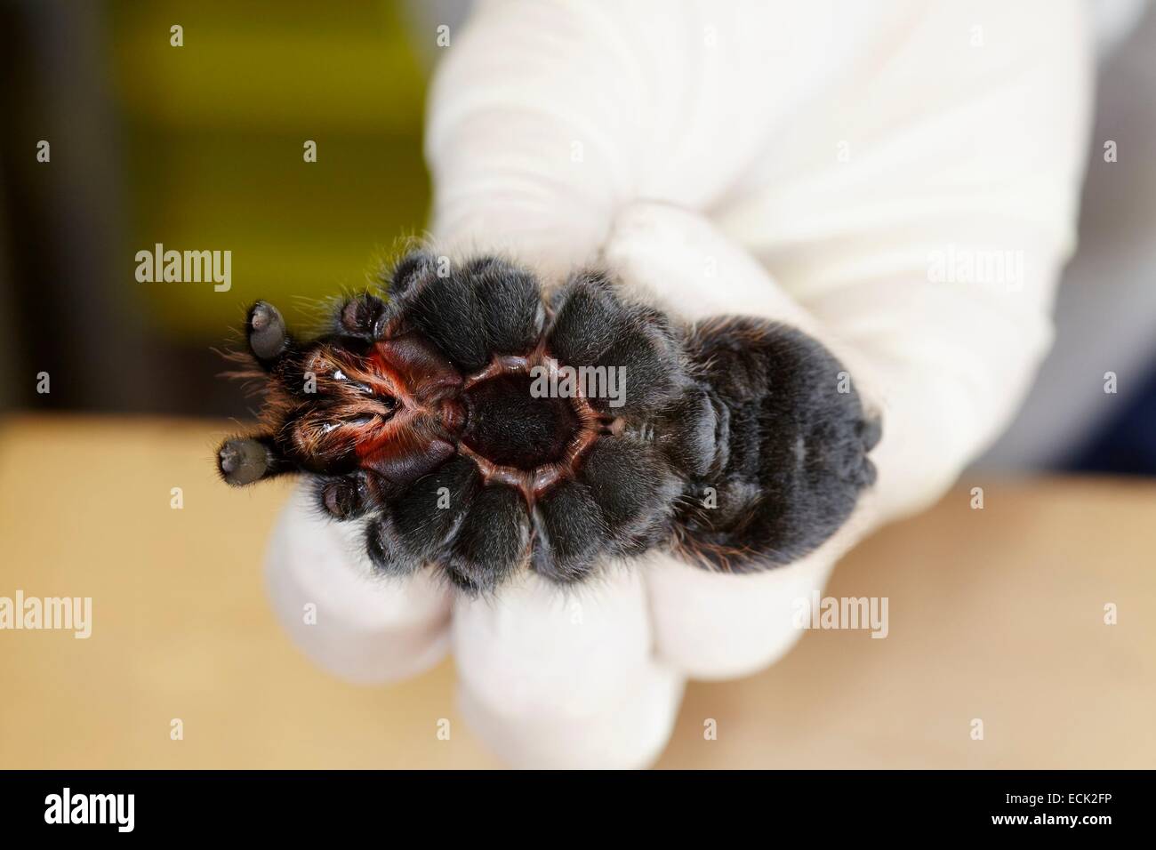 France, Paris, National Museum of Natural History, manipulation of tarantula Brachypelma albopilosum (Theraphosidae) Stock Photo