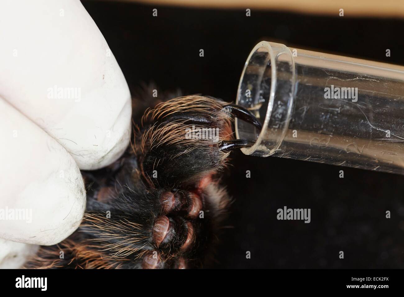 France, Paris, National Museum of Natural History, manipulation and sampling on a tarantula venom Brachypelma albopilosum (Theraphosidae) Stock Photo
