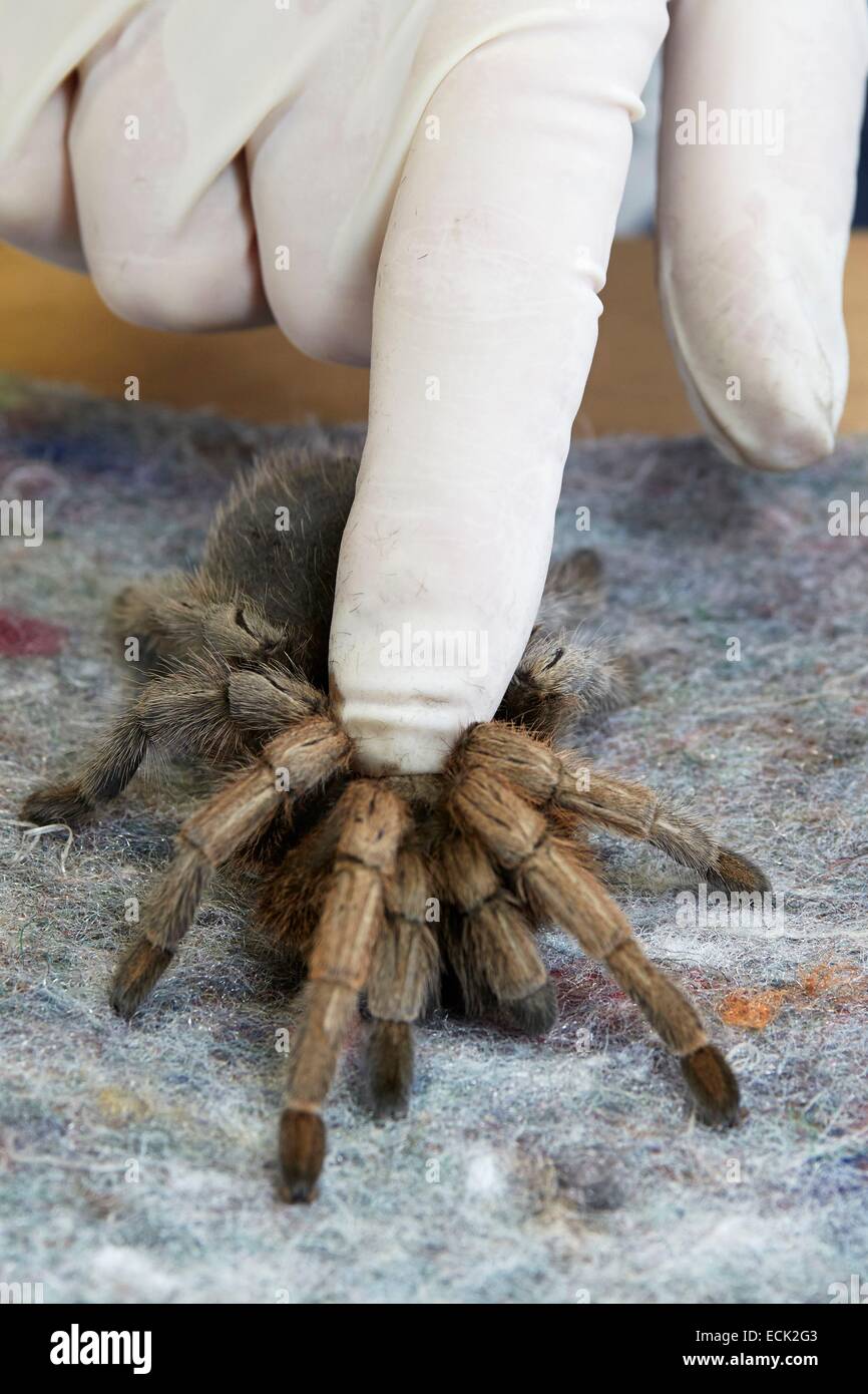 France, Paris, National Museum of Natural History, manipulation of tarantula Aphonopelma sp (Theraphosidae) Stock Photo