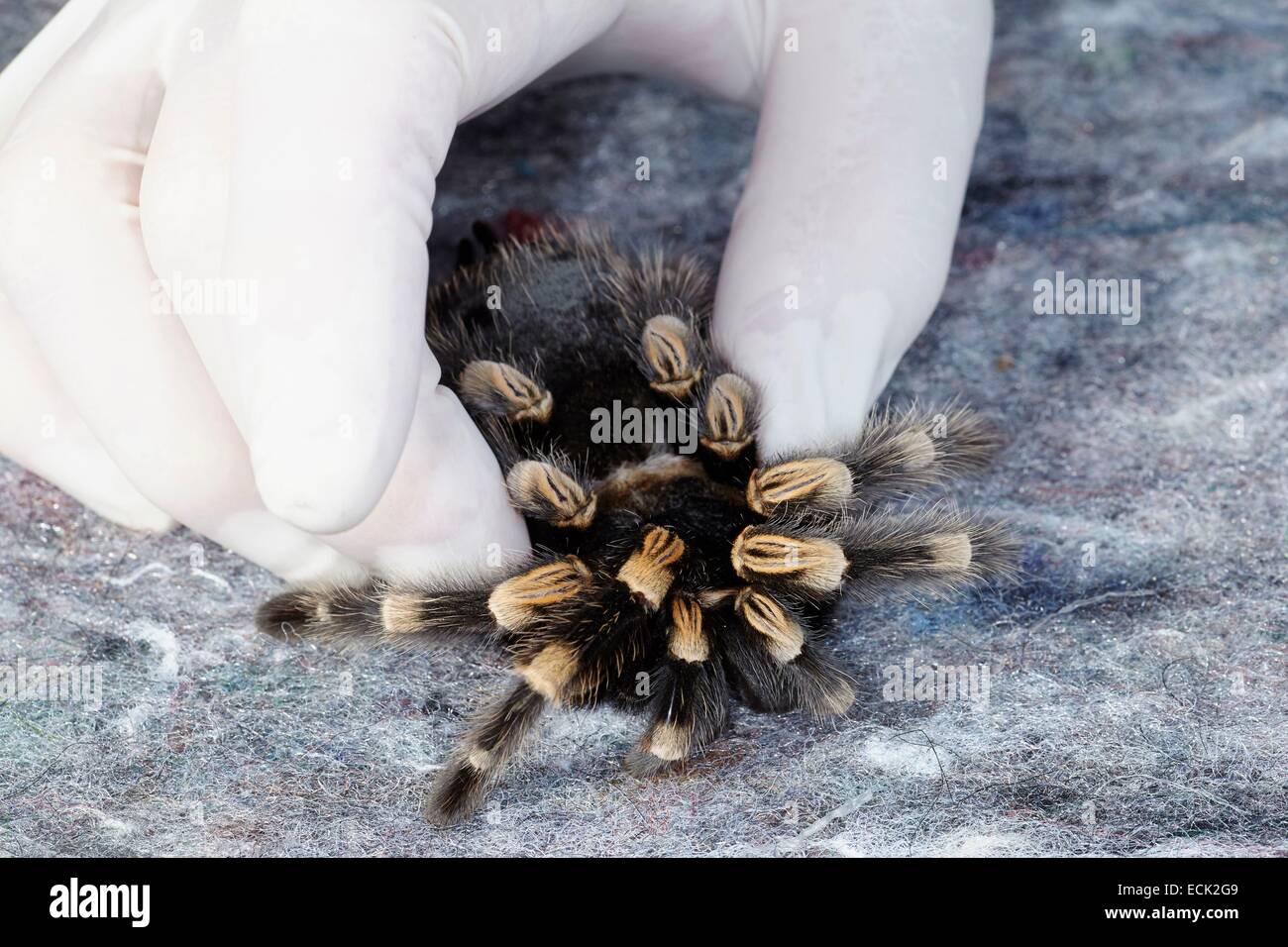 France, Paris, National Museum of Natural History, Mygalomorphae, Theraphosidae, Manipulation of a Mexican redknee tarantula (Brachypelma smithi) Stock Photo