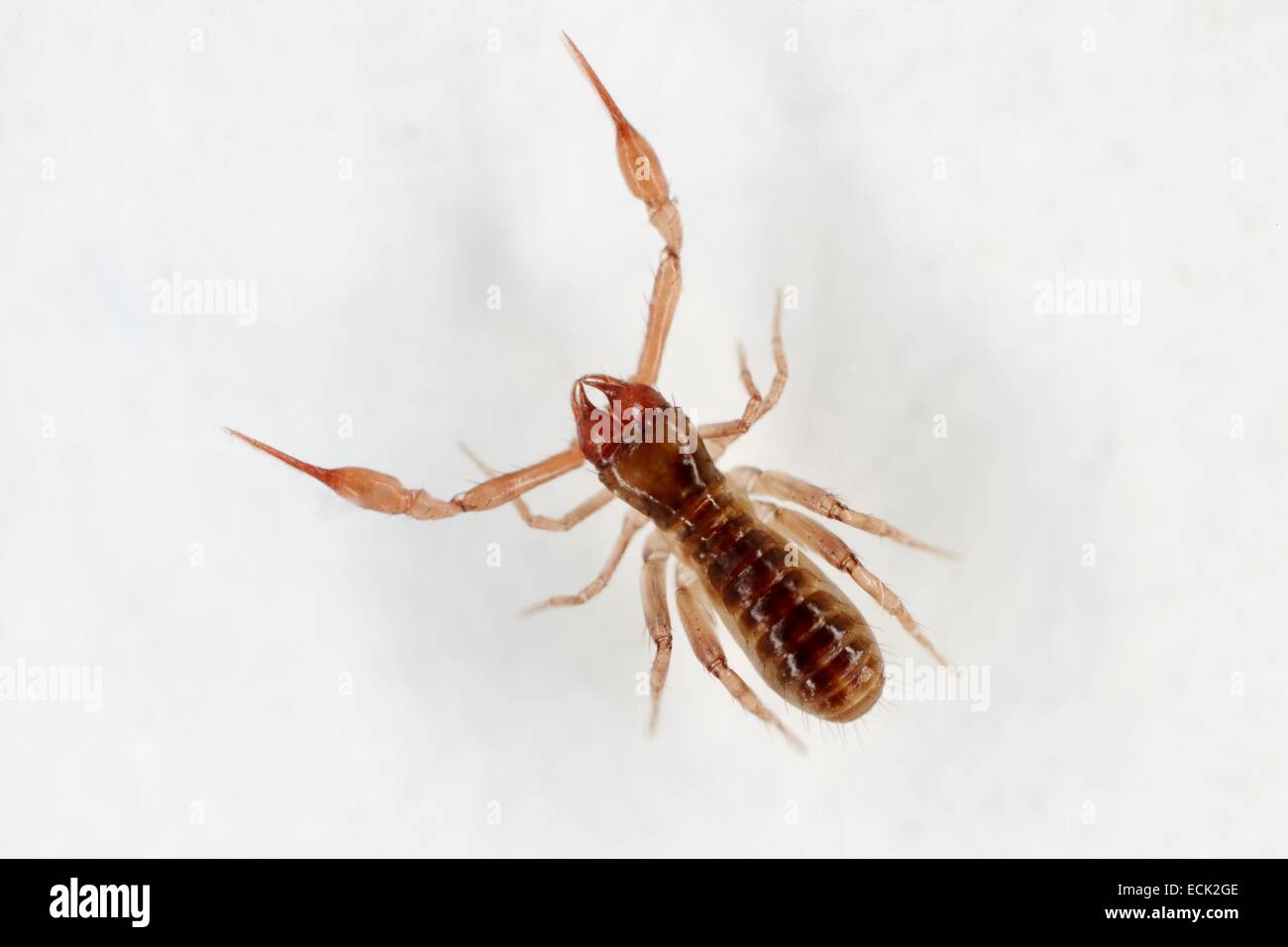 France, Paris, Arachnida, Pseudoscorpionida, Chthoniidae, Pseudoscorpion, Common Chthonid (Chthonius ischnocheles), male Stock Photo