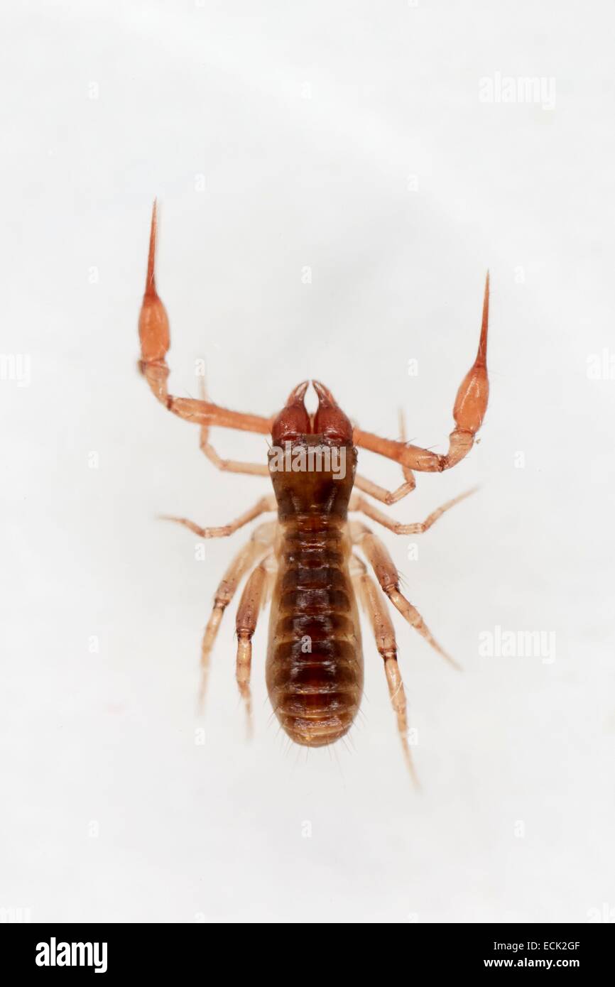 France, Paris, Arachnida, Pseudoscorpionida, Chthoniidae, Pseudoscorpion, Common Chthonid (Chthonius ischnocheles), male Stock Photo