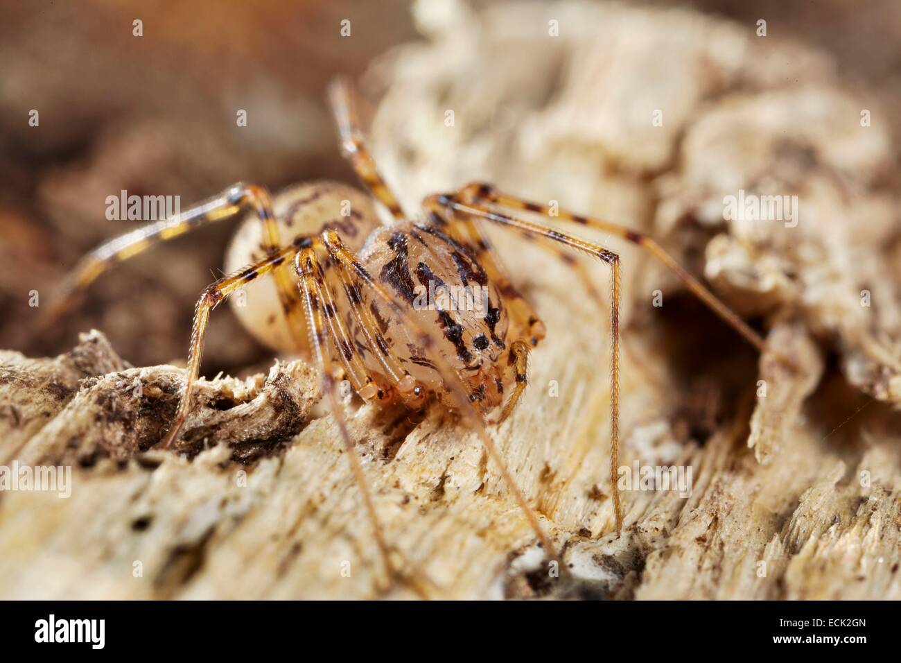 France, Paris, Araneae, Scytodidae, Spitting Spider (Scytodes thoracica) Stock Photo