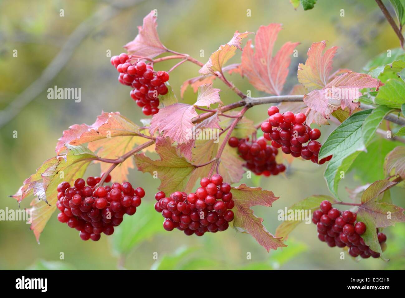 France, Doubs, tree fruits, Rowan or Rowan birds (Sorbus aucuparia) Stock Photo