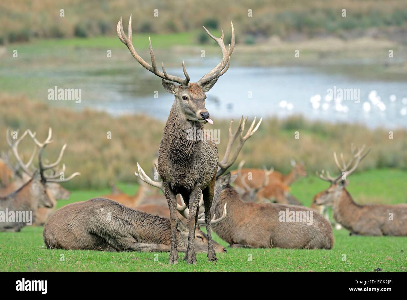 France, Moselle, Animal Park Saint Croix, Rhodes, red deer (Cervus