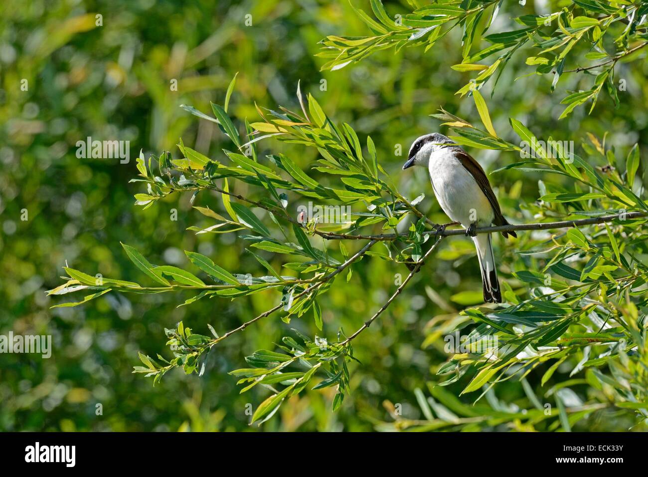 France, Doubs, Brognard, natural space of Allan, Red backed Shrike (Lanius collurio), male on the lookout for prey to feed the chicks in the nest built in a roncie Stock Photo
