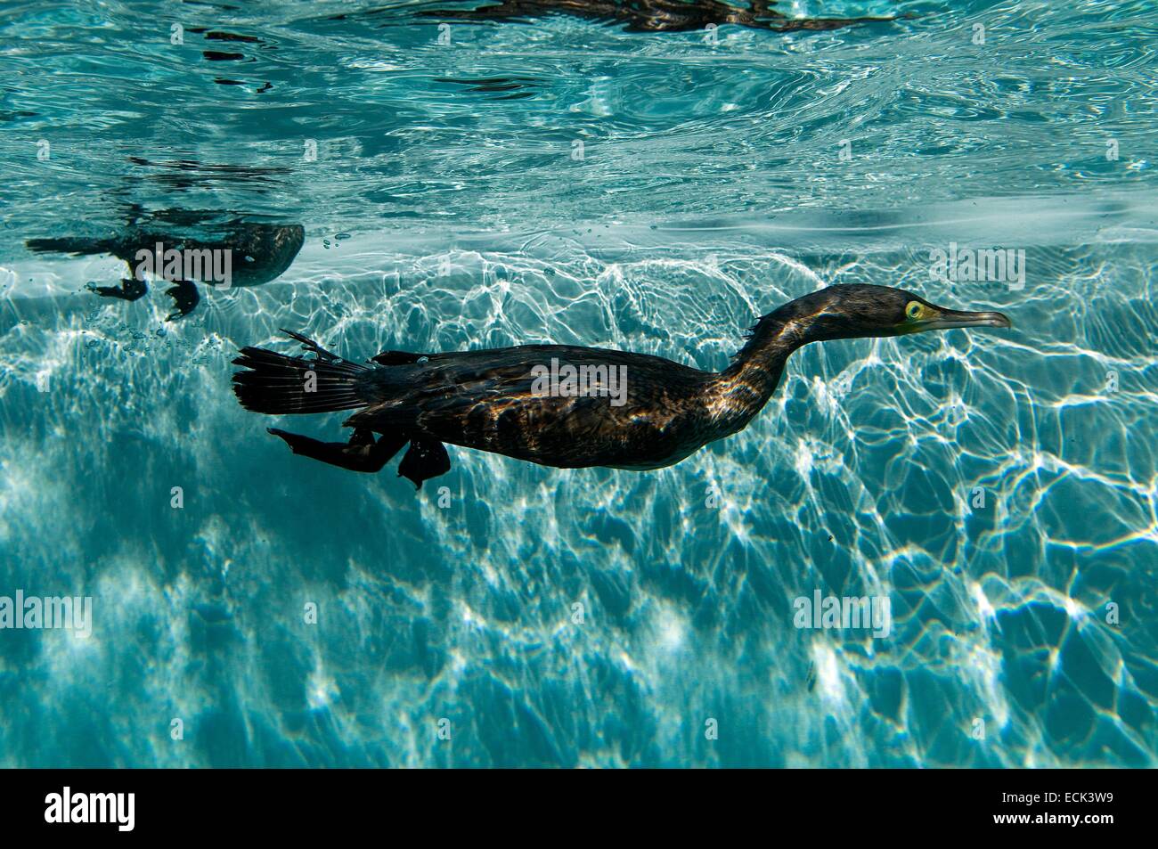 Cormorant (Phalacrocorax carbo), swimming underwater Stock Photo Alamy