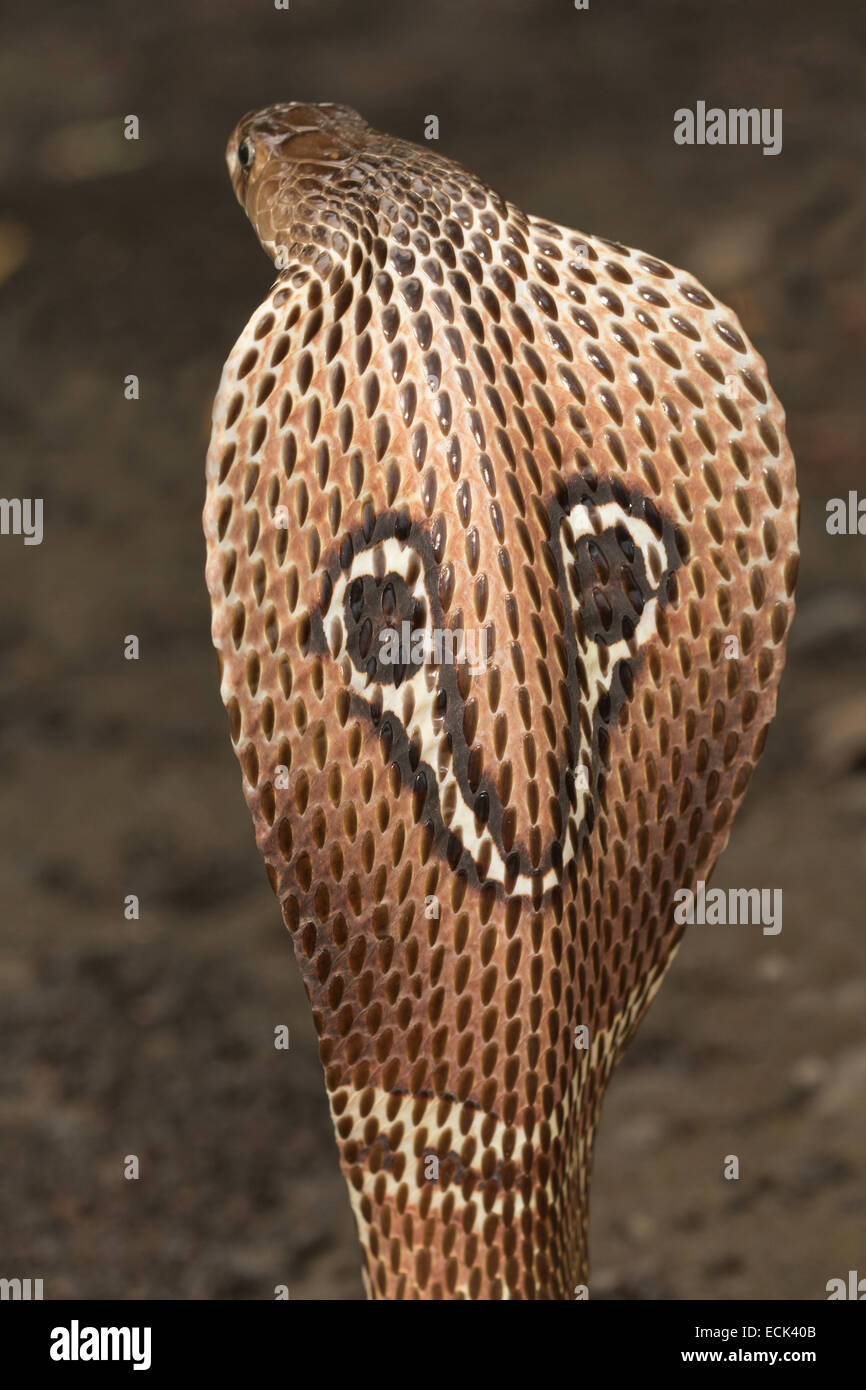 King Cobra Hood