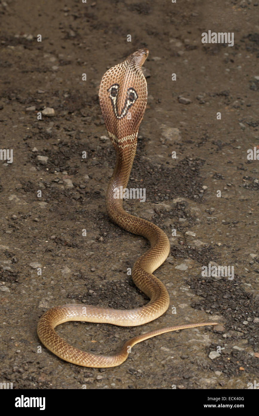 Spectacled cobra Naja naja Family: Elaphidae, Aarey Milk Colony, Mumbai, India Stock Photo