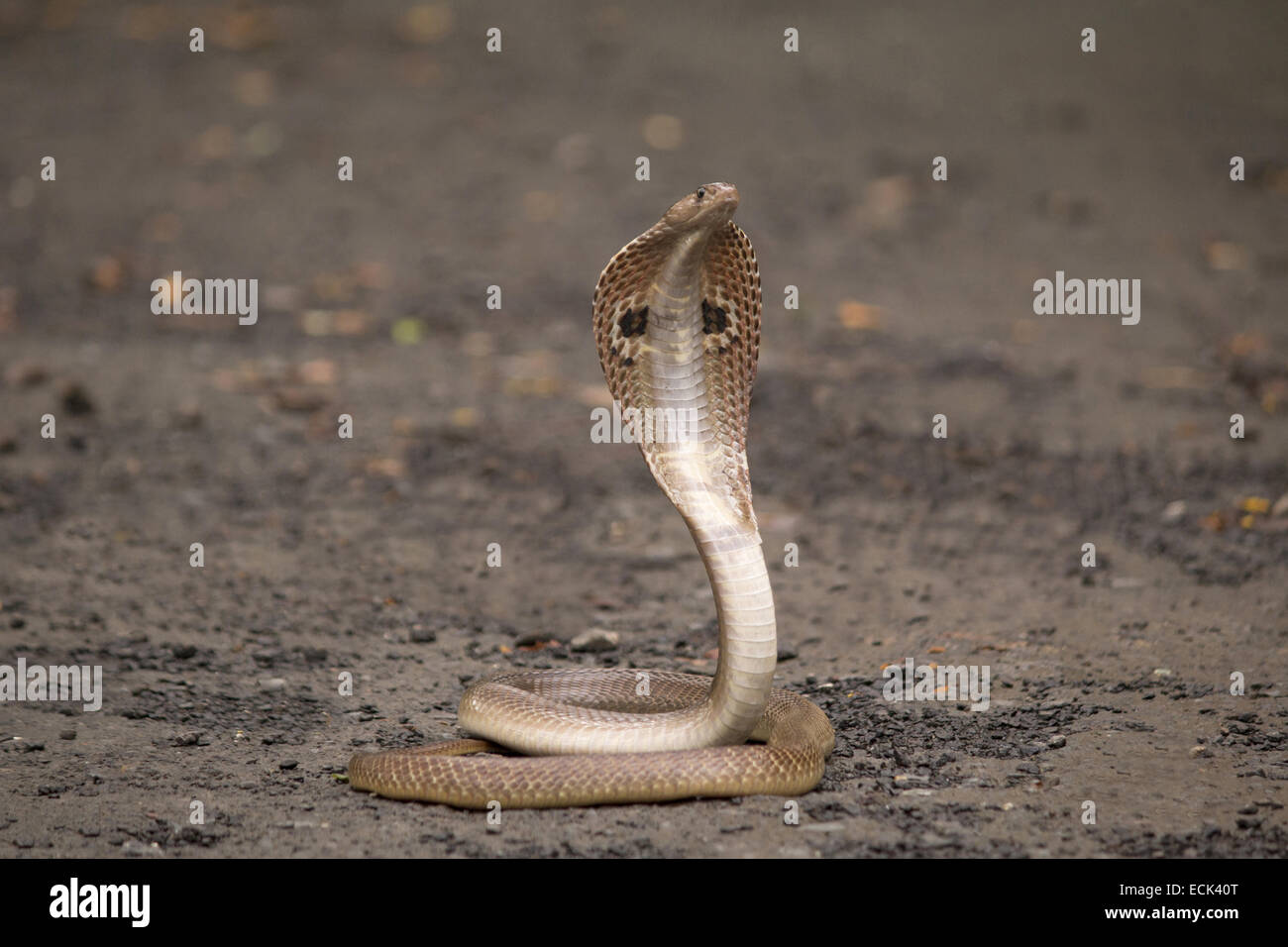 Spectacled cobra Naja naja Family: Elaphidae, Aarey Milk Colony, Mumbai ...