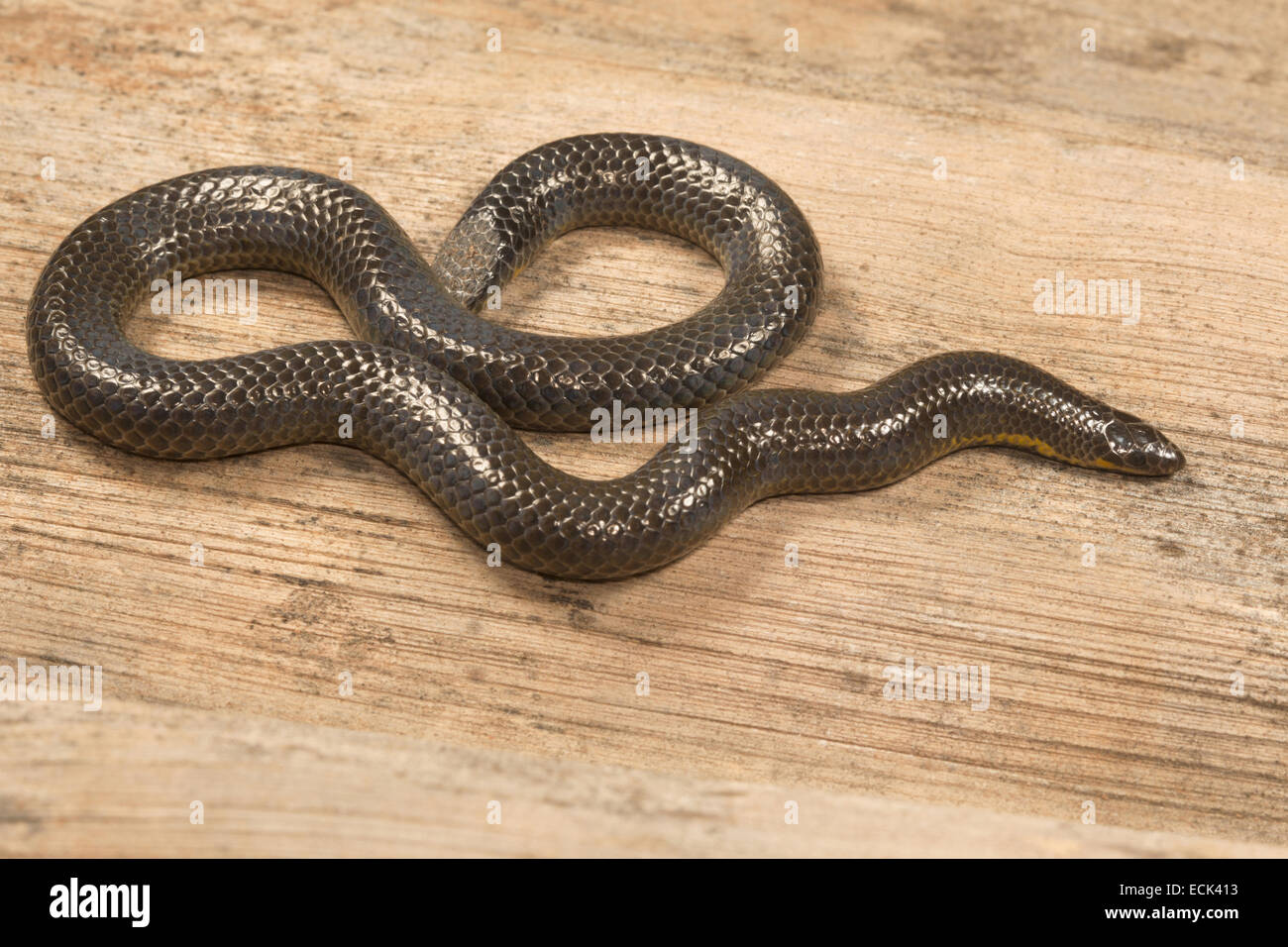 Shieldtail snake Uropeltis sp. Family: Uropeltidae, Satara, Maharashtra, India Stock Photo