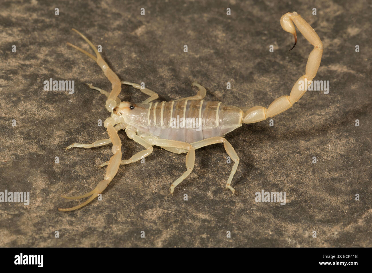 Desert scorpion Buthacus agarwalii Family: Buthidae, Desert National Park, Rajasthan, India Stock Photo