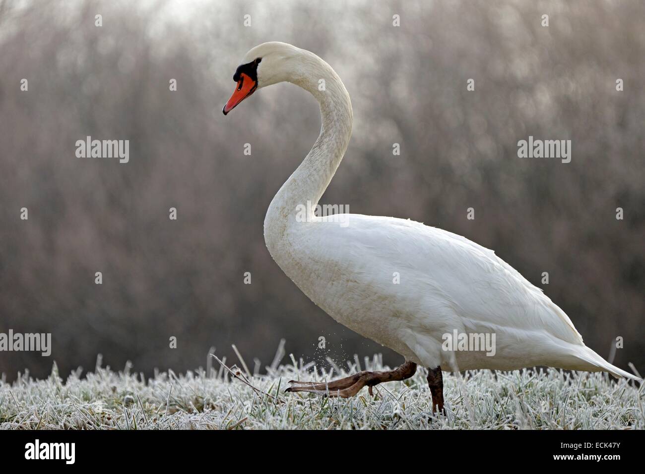 France, Doubs, Mute Swan (Cygnus olor) moving in a frosty meadow hive Stock Photo