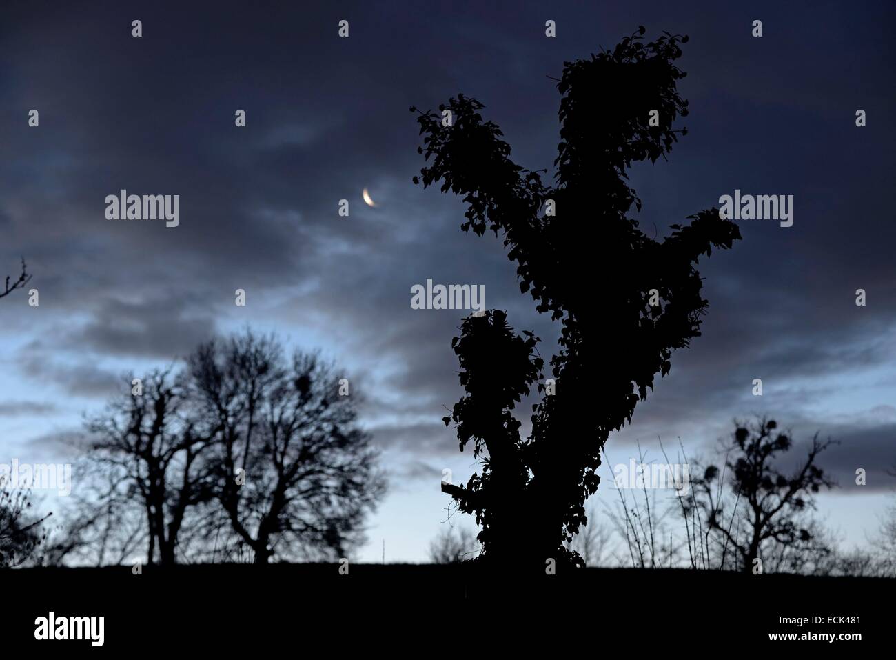 France, Doubs, Brognard, oak against the light at daybreak against sky and crescent moon Stock Photo