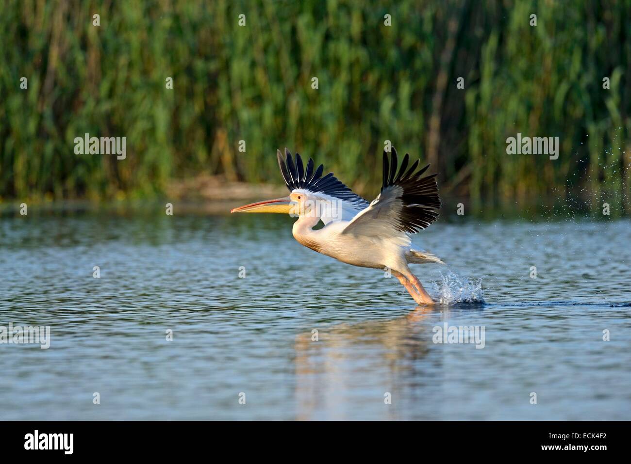 Romania, Danube Delta listed as World Heritage by UNESCO, White Pelican (Pelecanus onocrotalus) waterfowl in flight over a lake delta Stock Photo