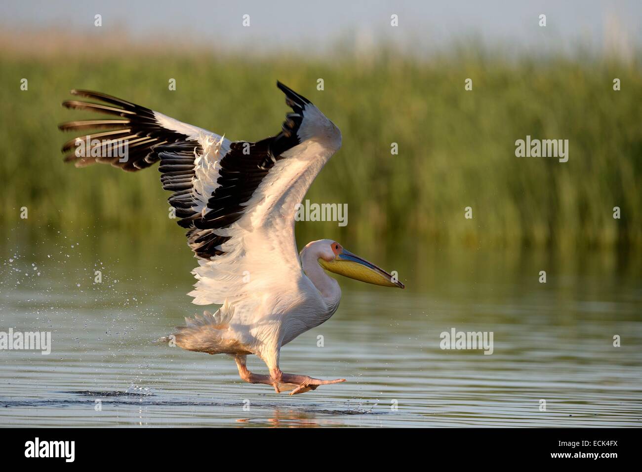 Romania, Danube Delta listed as World Heritage by UNESCO, White Pelican (Pelecanus onocrotalus) waterfowl in flight over a lake delta Stock Photo