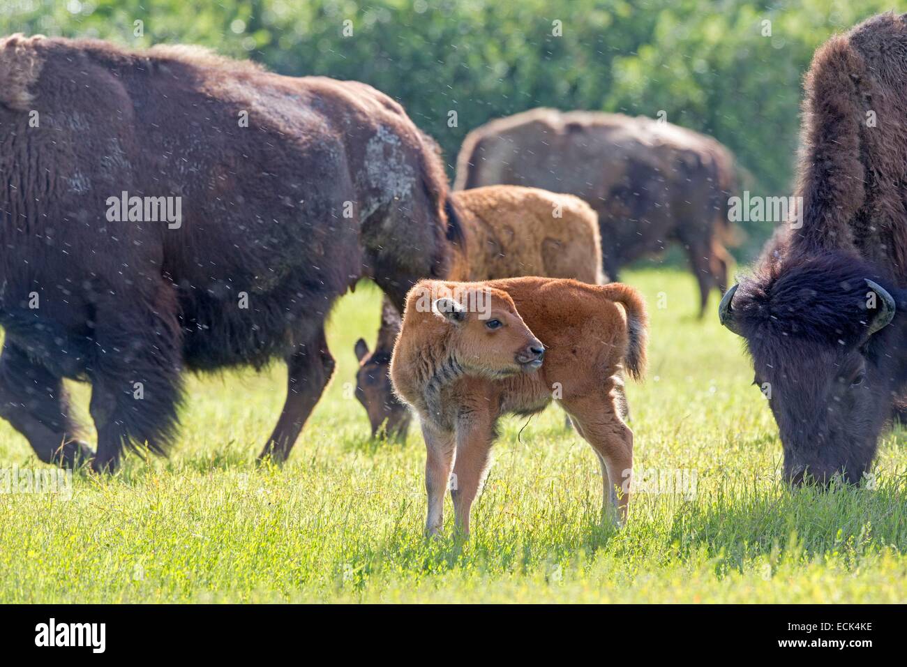 United States, Alaska, Anchorage, Alaska Wildlife Conservation Center, Wood Bison (Bison bison athabascae) Stock Photo