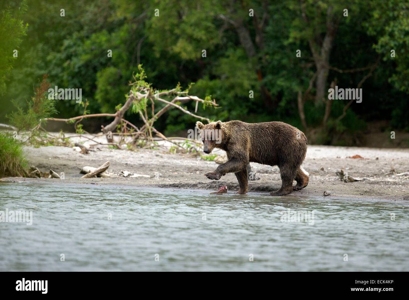 United States, Alaska, Katmai National Park and Preserve, Grizzly bear (Ursus arctos horribilis), catching salmon in the river Stock Photo