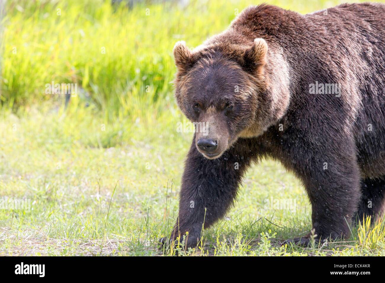 United States, Alaska, Anchorage, Alaska Wildlife Conservation Center, Grizzly bear (Ursus arctos horribilis) Stock Photo