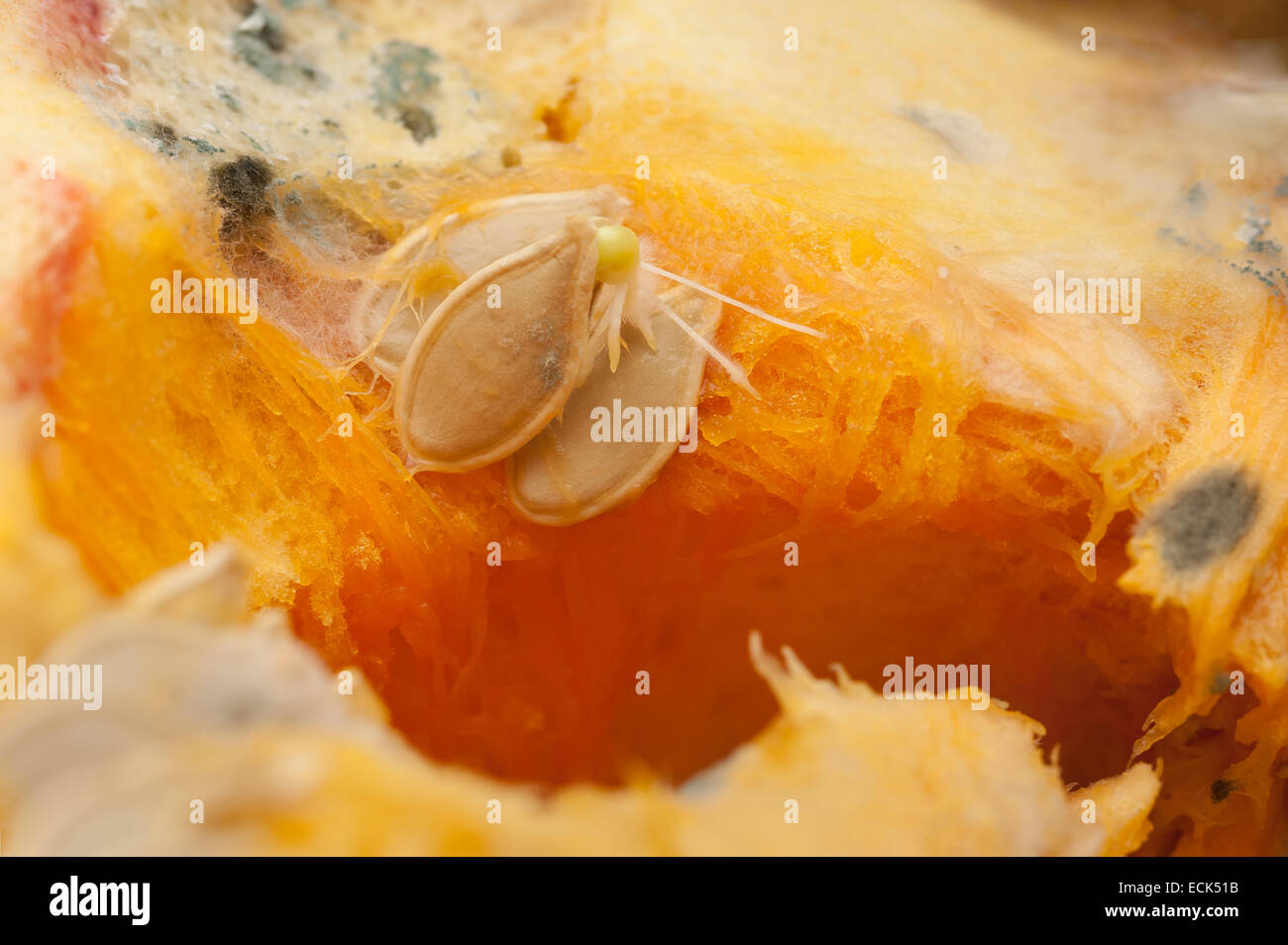 balance between growth and fungi decay of pumpkin flesh pulp with pin mold and germinating seeds with fibrous strings in cavity Stock Photo