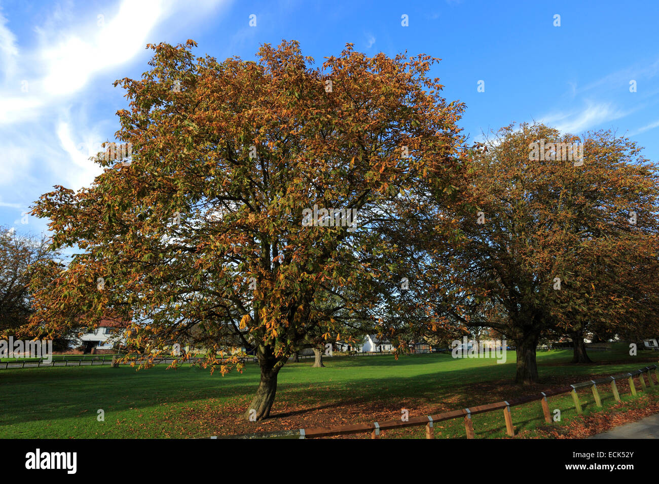 Horse Chestnut trees in autumn colours, Brampton village green, Cambridgeshire; England, UK Stock Photo