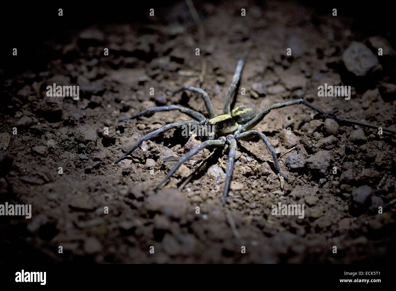 Wolf spider Lycosa sp. Family: Lycosidae, stalk their prey like wolves at night Stock Photo