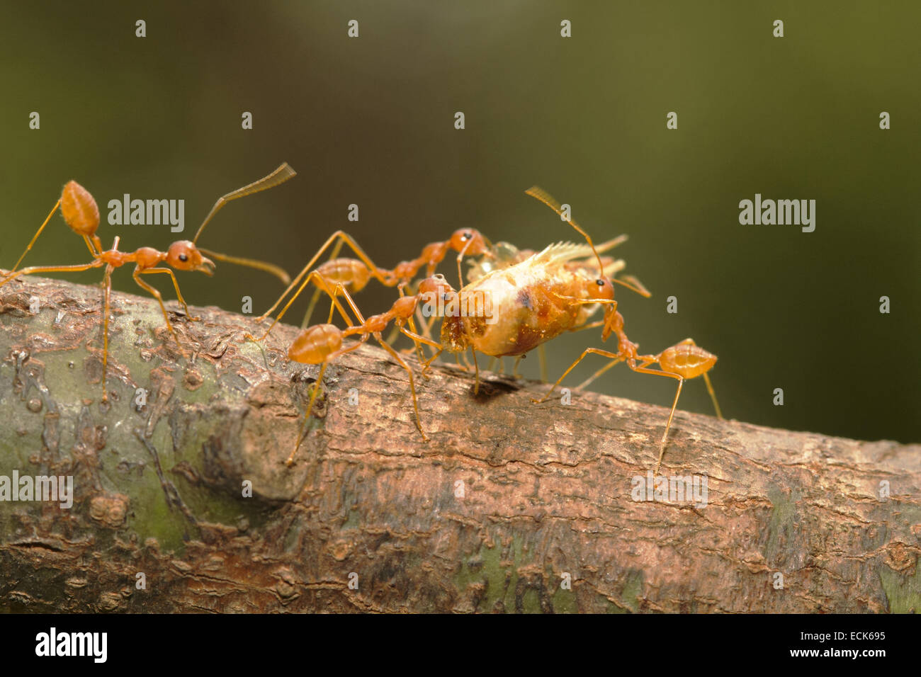 Asian weaver ants carrying a dried shrimp head. genus Oecophylla family Formicidae Stock Photo