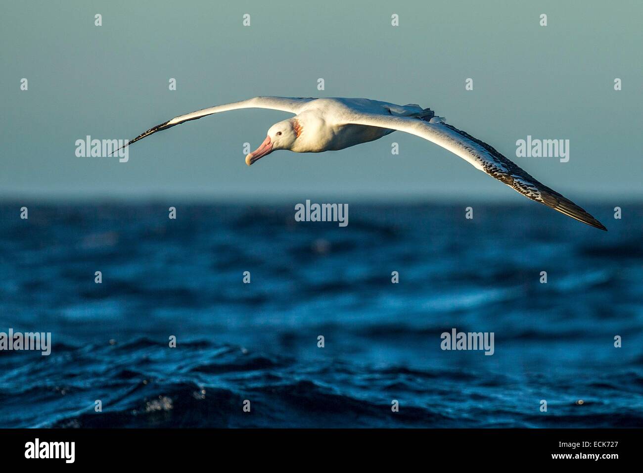 South Atlantic Ocean, South Georgia Island, wandering albatross (Diomedea exulans), flying Stock Photo