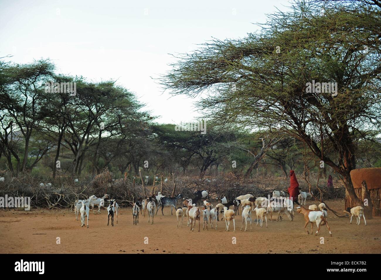 Kenya, Laikipia, Il Ngwesi, Masai man taking care of livestock Stock Photo