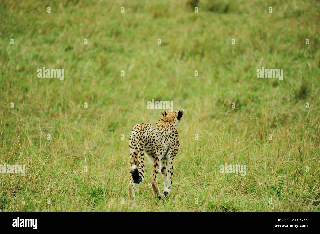 Kenya, Masai Mara National Reserve, Cheetah (Acinonyx jubatus) alert in the savanna ready to chase for a kill Stock Photo