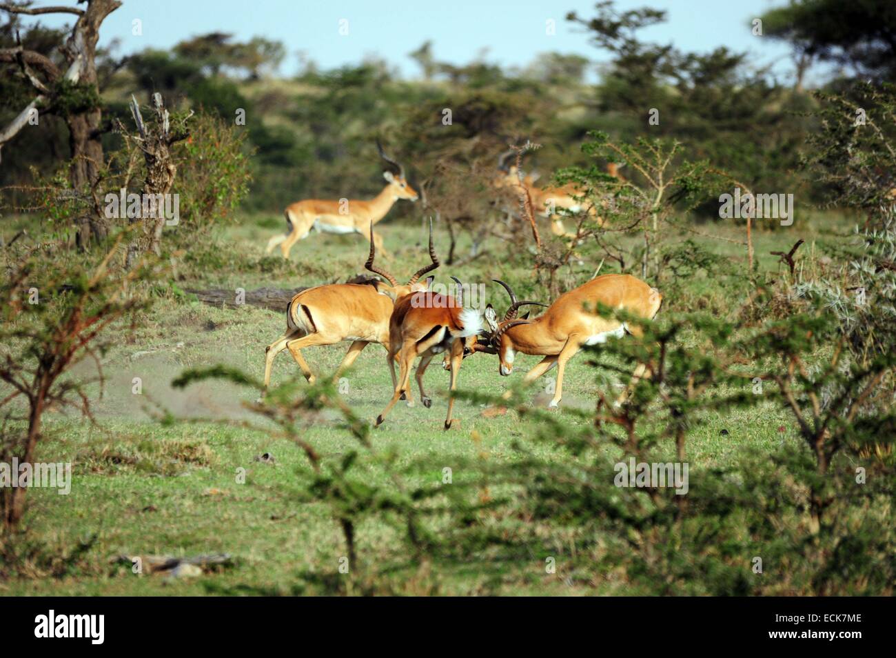 Kenya, Masai Mara National Reserve, male Impala (Aepyceros melampus) fighting Stock Photo